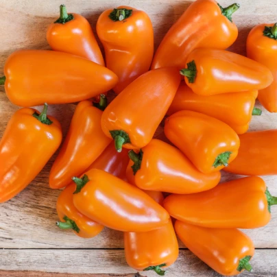 Paprika Snacking Orange - Capsicum annuum - semena - 5 ks