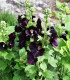 Topolovka Nigra - Alcea nigra - sazenice - 1 ks
