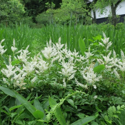 Čechrava japonská Deutschland - Astilbe japonica - cibuloviny - 1 ks