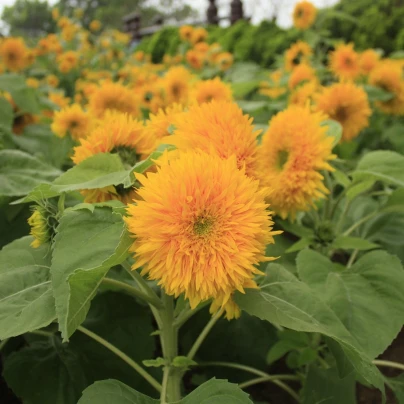 Slunečnice Teddy Bear - Helianthus annuus - semena - 15 ks