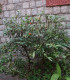 Lilek okrasný Jupiter - Solanum pseudocapsicum - semena - 10 ks