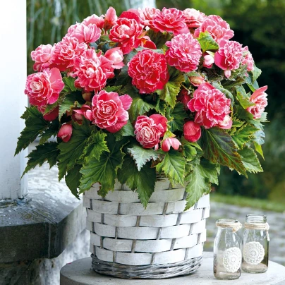 Begonie Camellia - Begonia - cibuloviny - 2 ks