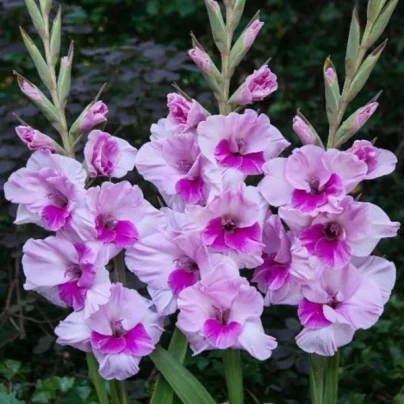 Mečík Alannah - Gladiolus - cibuloviny - 3 ks