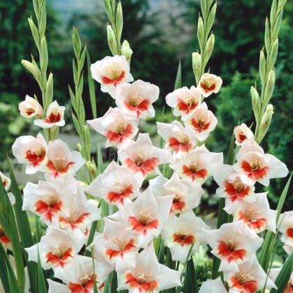 Mečík Japonica - Gladiolus - cibuloviny - 3 ks