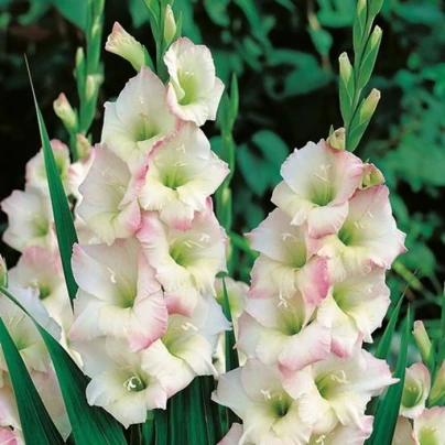 Mečík Cream Perfection - Gladiolus - cibuloviny - 3 ks