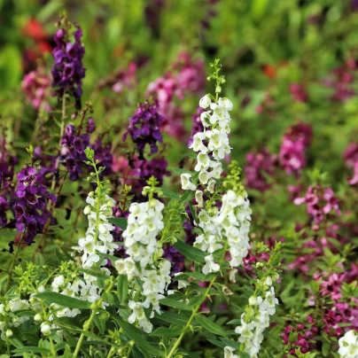 Angelonie směs barev - Angelonia angustifolia - semena - 6 ks