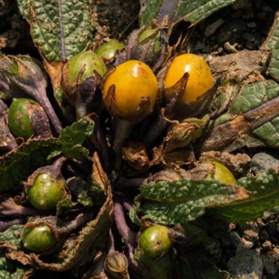 Mandragora lékařská - Mandragora officinalis - semena - 6 ks