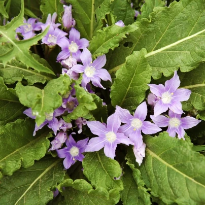 Mandragora lékařská - Mandragora officinalis - semena - 6 ks