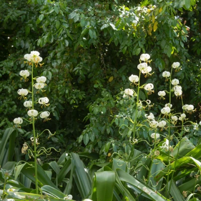 Lilie Martagon Snowy Morning - Lilium martagon - cibuloviny - 1 ks