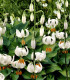 Lilie Martagon Snowy Morning - Lilium martagon - cibuloviny - 1 ks