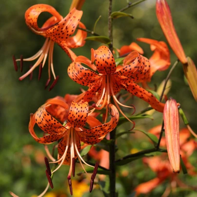 Lilie Tigrinum - Lilium - cibuloviny - 1 ks