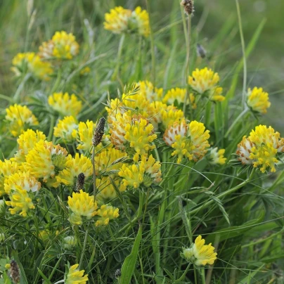 Úročník bolhoj - Anthyllis vulneraria - semena - 30 ks