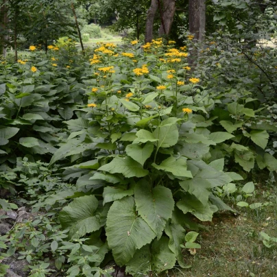 Oman pravý - Inula helenium - semena - 20 ks