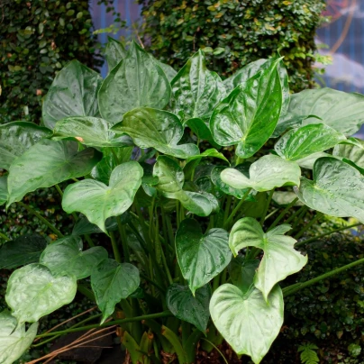 Alokázie - Alocasia cucullata - semena - 4 ks