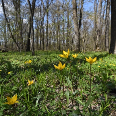 Tulipán lesní - Tulipa sylvestris - cibuloviny - 3 ks