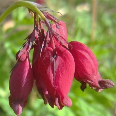 Srdcovka formosa Bacchannal - Dicentra formosa - cibuloviny - 1 ks