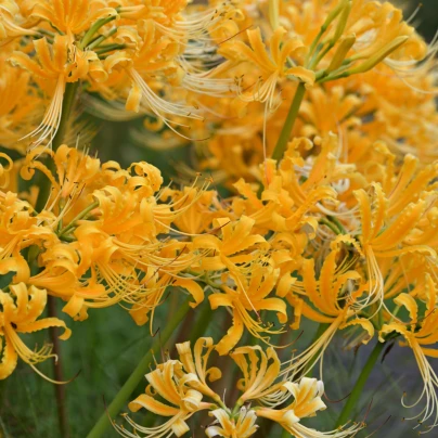 Pavoučí lilie - Lycoris aurea - cibuloviny - 1 ks