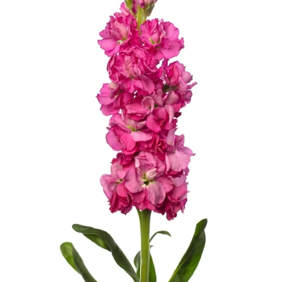 Fiala Iron Rose - Matthiola incana - semena - 40 ks