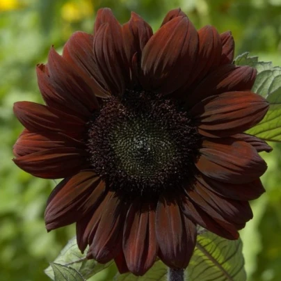 Slunečnice roční Claret F1 - Helianthus annuus - semena - 10 ks