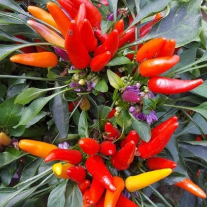 Chilli Rainbow fire - Capsicum frutescens - semena - 6 ks
