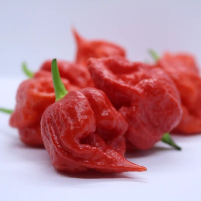 Chilli Apocalypse Red - Capsicum chinense - semena - 5 ks