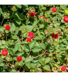 Jahodka indická Tutti Frutti - Duchesnea indica - semena - 15 ks
