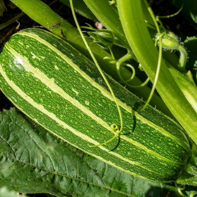 Cuketa Bush Baby F1 Marrow - Cucurbita pepo - semena - 6 ks