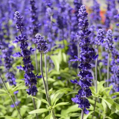 Šalvěj hajní Westfriesland - Salvia nemorosa - semena - 20 ks