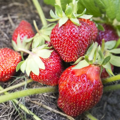 Jahodník Polka - Fragaria ananassa - prostokořenné sazenice - 5 ks