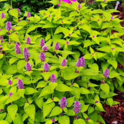 BIO Agastache fenyklová - Agastache foeniculum - bio semena - 100 ks