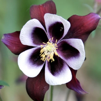 Orlíček William Guiness - Aquilegia - prostokořenné sazenice - 1 ks