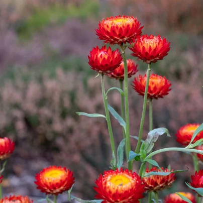 Slaměnka Scarlet - Helichrysum bracteatum - semena - 500 ks