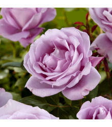 Růže velkokvětá pnoucí fialová - Rosa - prostokořenné sazenice - 1 ks