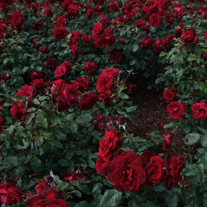 Růže velkokvětá keřová tmavě červená - Rosa - prostokořenné sazenice - 1 ks