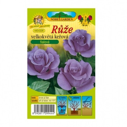Sazenice růže – Růže velkokvětá keřová fialová – Rosa