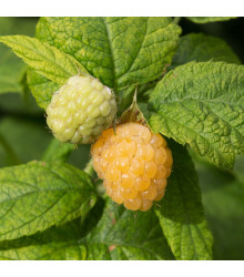 Maliník žlutý - Rubus idaeus - prostokořenné sazenice - 2 ks