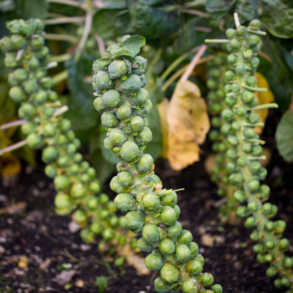 BIO Kapusta růžičková Groninger - Brassica oleracea - bio semena - 50 ks
