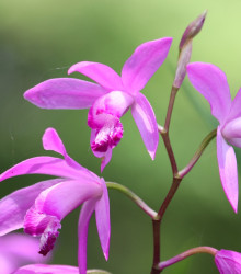 Orchidej vzpřímená růžová - Bletilla striata pink - cibuloviny - 1 ks