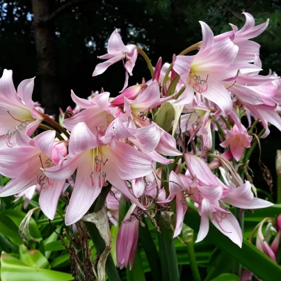 Křín Powellii růžový - Crinum Powellii rosea - cibuloviny - 1 ks