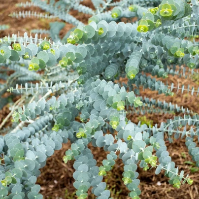 Eukalyptus Baby Blue - Blahovičník - Eukalyptus pulverulenta - semena - 8 ks