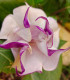 Durman metelový Ballerina - Datura metel - semena - 5 ks