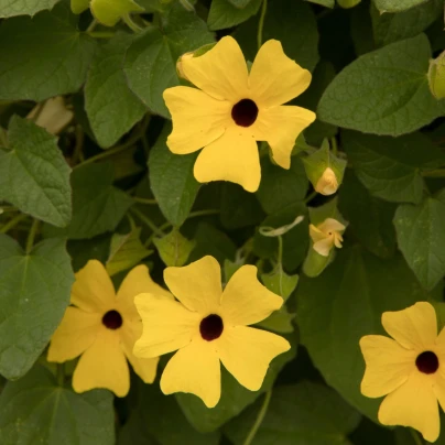 Černooká Zuzana křídlatá žlutá - Thunbergia alata - semena - 15 ks