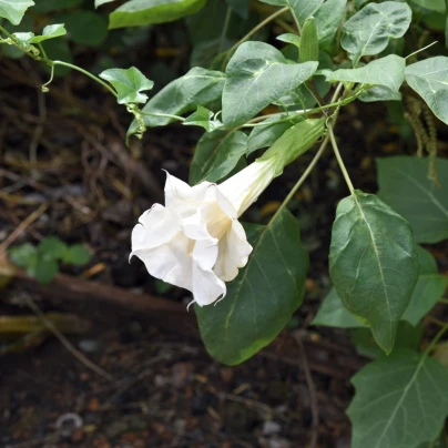 Durman metelový bílý - Datura metel alba - semena - 5 ks