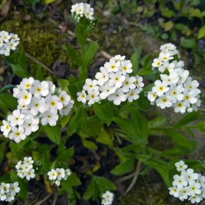 Pomněnka lesní Snowsylva - Myosotis sylvatica - semena - 60 ks