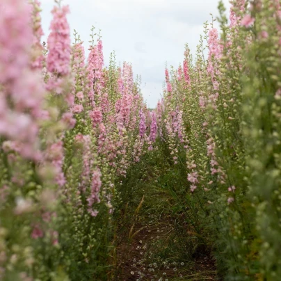 Stračka růžová - Delphinium solida - semena - 100 ks