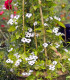 Černooká Zuzana křídlatá bílá - Thunbergia alata - semena - 15 ks