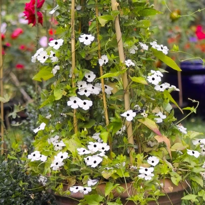 Černooká Zuzana křídlatá bílá - Thunbergia alata - semena - 15 ks