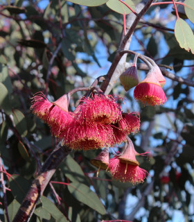 Eukalyptus caesia Magna - Blahovičník - Eucalyptus caesia - semena - 10 ks