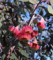 Eukalyptus caesia Magna - Eucalyptus caesia - semena - 10 ks