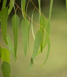 Eukalyptus vejčitolistý - Eucalyptus ovata - semena - 10 ks